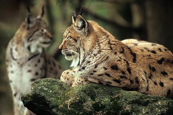 جانوران و حیوانات منقرض شده و در حال انقراض ایران