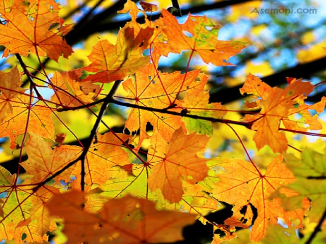 تصاویری از فصل زیبای پاییز