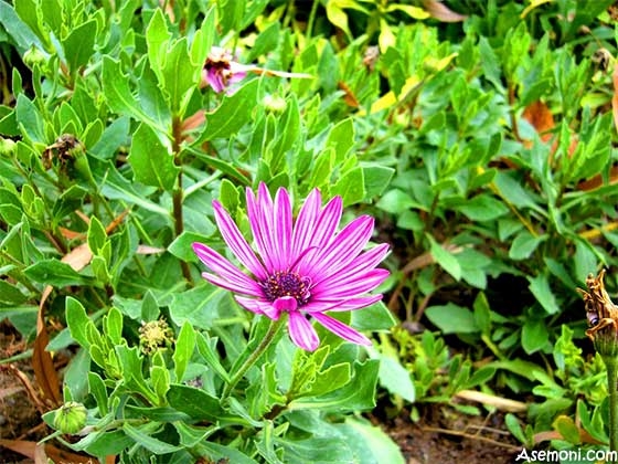 عکس گل های پاییزی در ایران