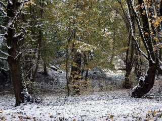 عکسهای بارش برف در پاییز
