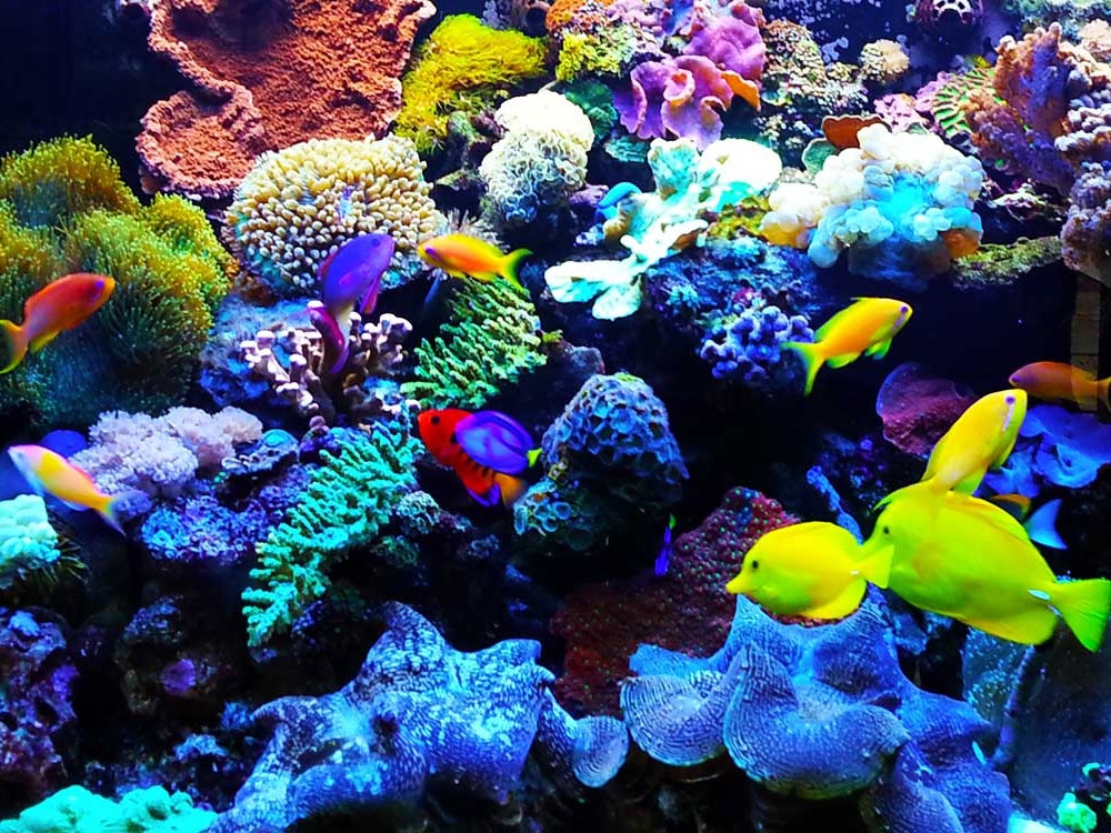 آکواریوم فروشی های تهران