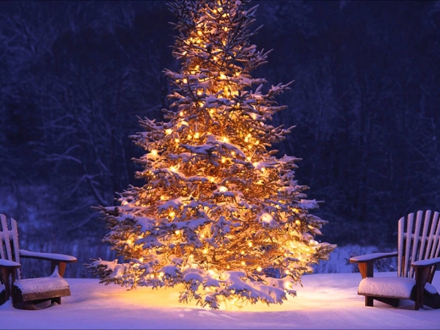 درخت کریسمس نماد چیست