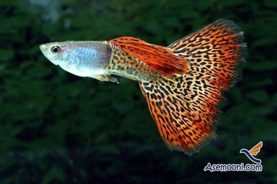 آشنایی با زندگی ماهی گوپی