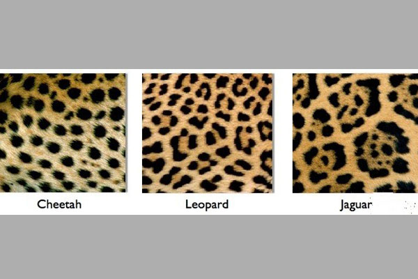 leopard-jaguar-and-cheetah1
