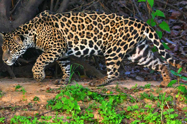 leopard-jaguar-and-cheetah2
