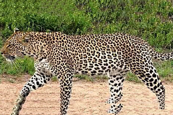 leopard-jaguar-and-cheetah3