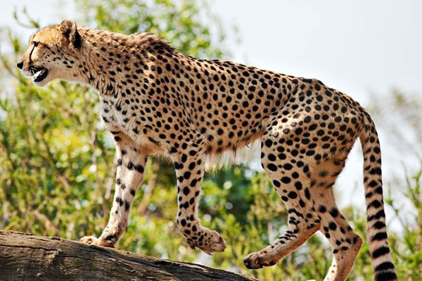 leopard-jaguar-and-cheetah4