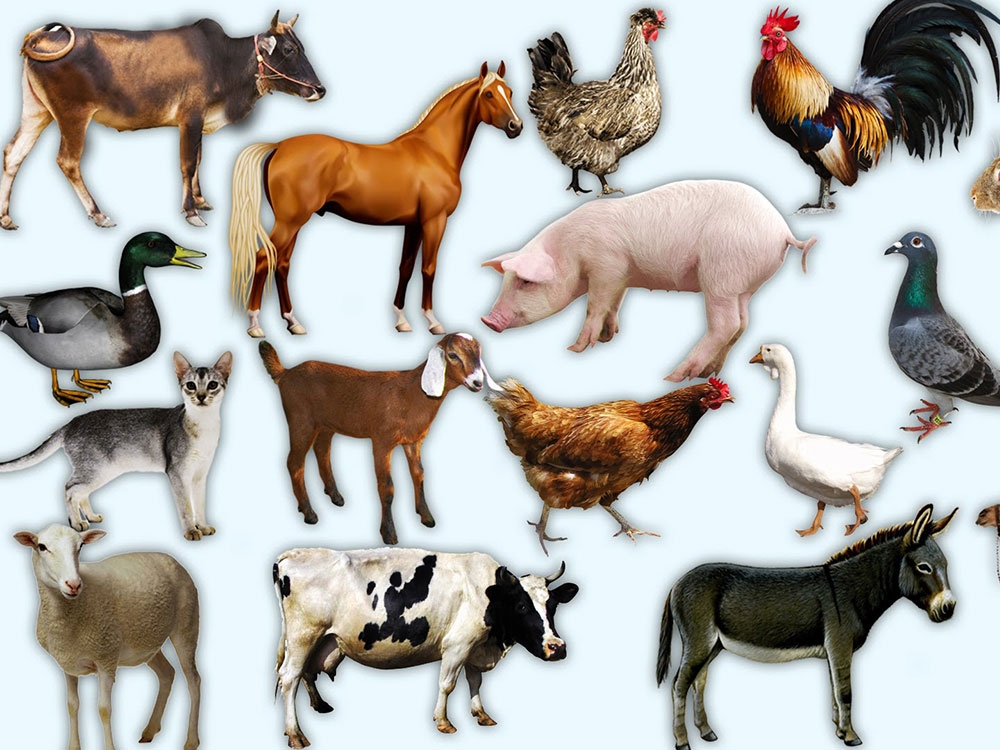 حیوانات اهلی