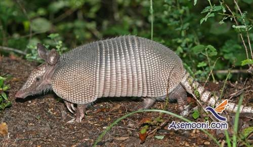 آرمادیلو چگونه حیوانی است؟