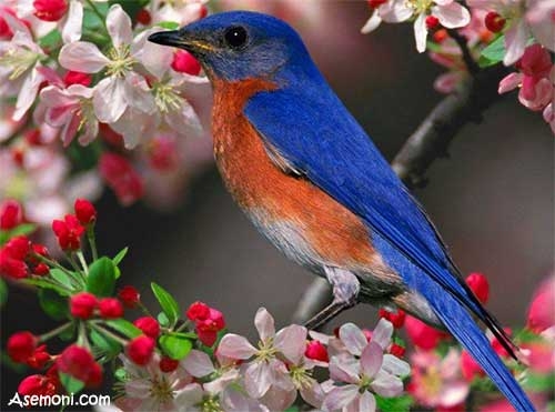 ترجمه اسم شما به زبان بلبلی