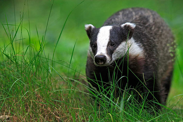 badger1