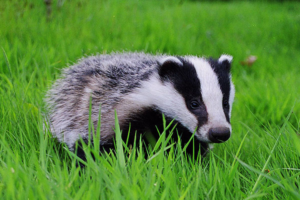 badger2