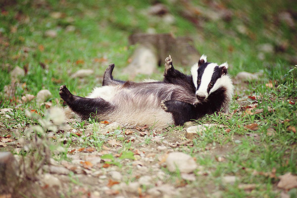 badger3