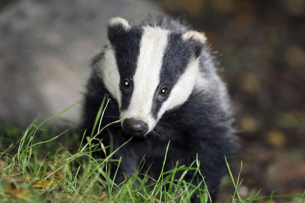 badger4