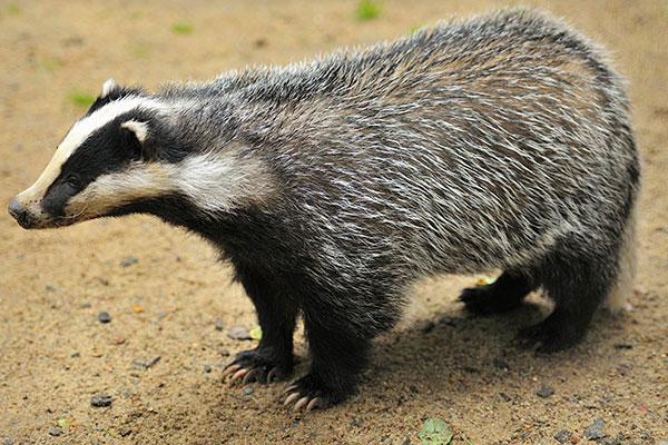 badger5