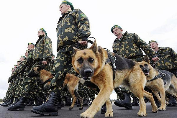army-dog