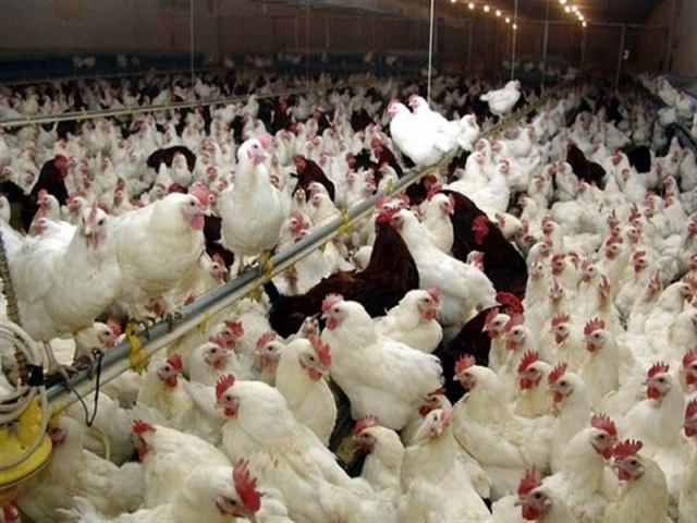 شیوع آنفولانزای حاد پرندگان در واحد های مرغ گوشتی