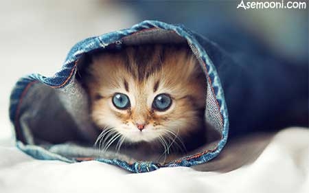 عکس گربه های ناز