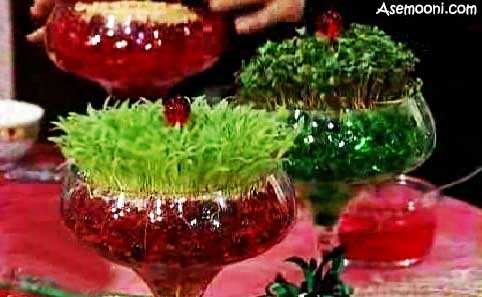 آموزش کاشت سبزه عید با خاک ژله ای