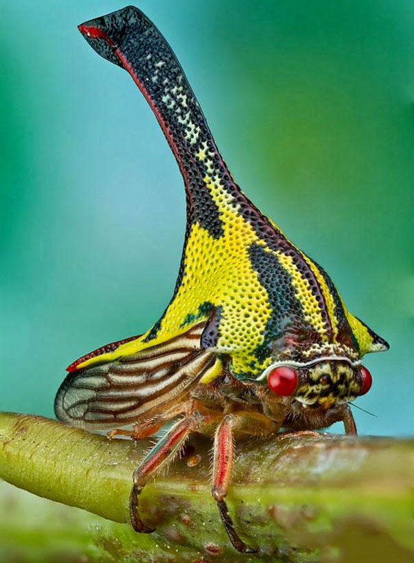 جانوران شگفت انگیز جهان