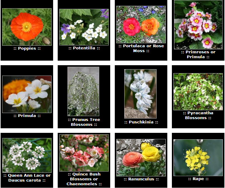 عکس گلهای بسیار زیبا + نام