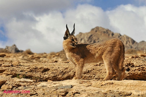 معرفی گربه جنگلی