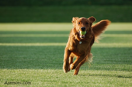 سگ باهوش و مسئولیت پذیر "گُلدن رِتریوِر"