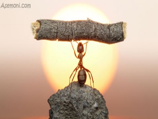 مورچه‌ها چگونه زندگی می کنند؟