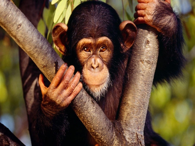 تفاوت میمون ، بوزینه ، شامپانزه ، گوریل و اورانگوتان