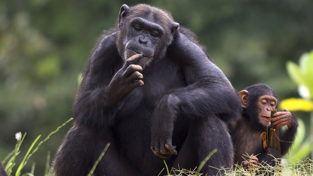 monkey-chimpanzee-gorilla