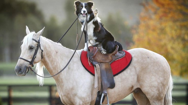طنز خنده دار تصویری