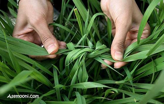 13 فروردین؛ روز طبیعت