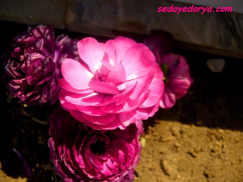 عکاسی از گل های بهاری