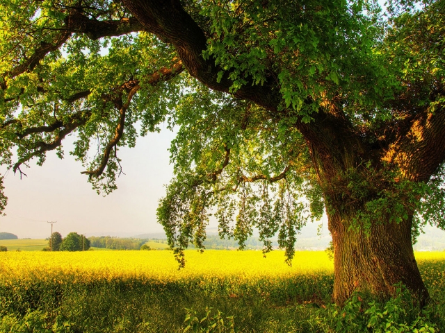 درخت چیست و چه فوایدی برای محیط زیست دارد؟ درخت چیست و چه فوایدی برای محیط زیست دارد؟