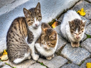 نژاد گربه های خیابانی چیست؟