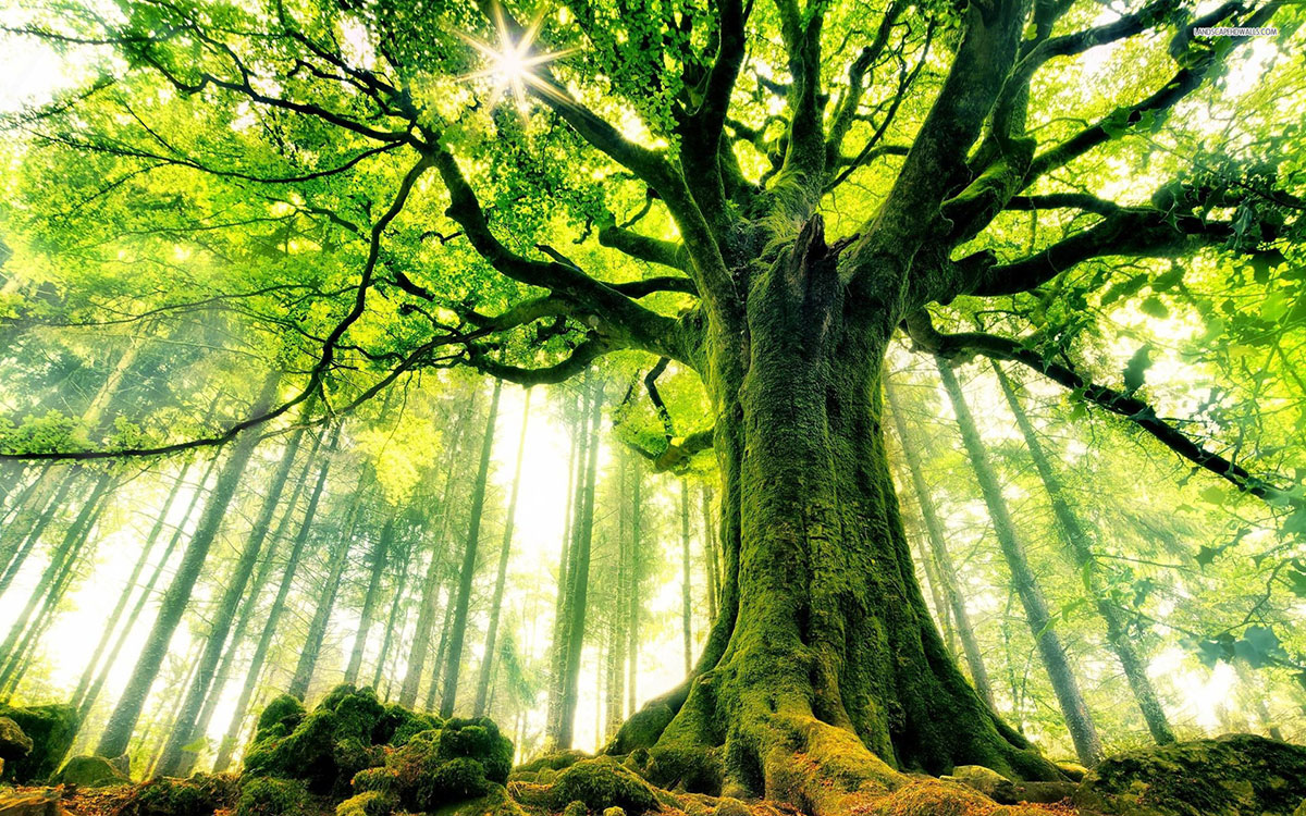 درخت چیست و چه فوایدی برای محیط زیست دارد؟