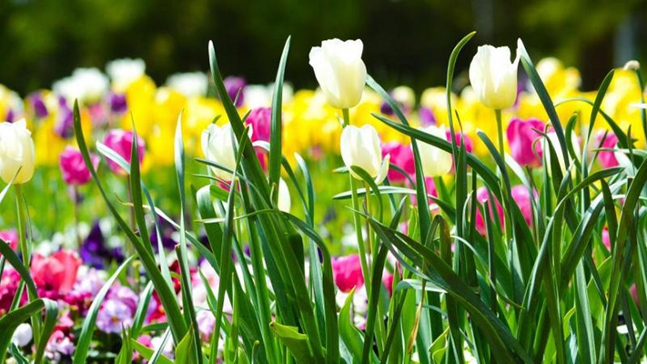 بهار را دریاب