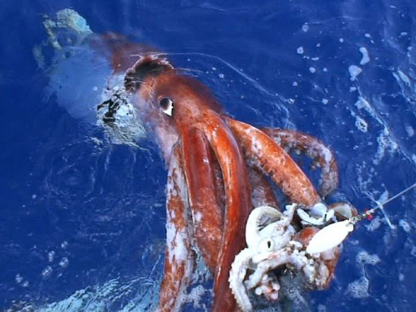 worlds-largest-aquatic-animals