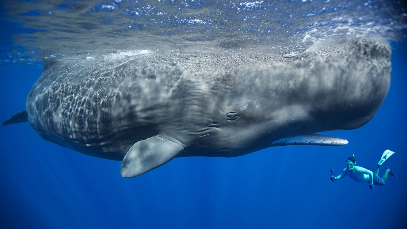 worlds-largest-aquatic-animals