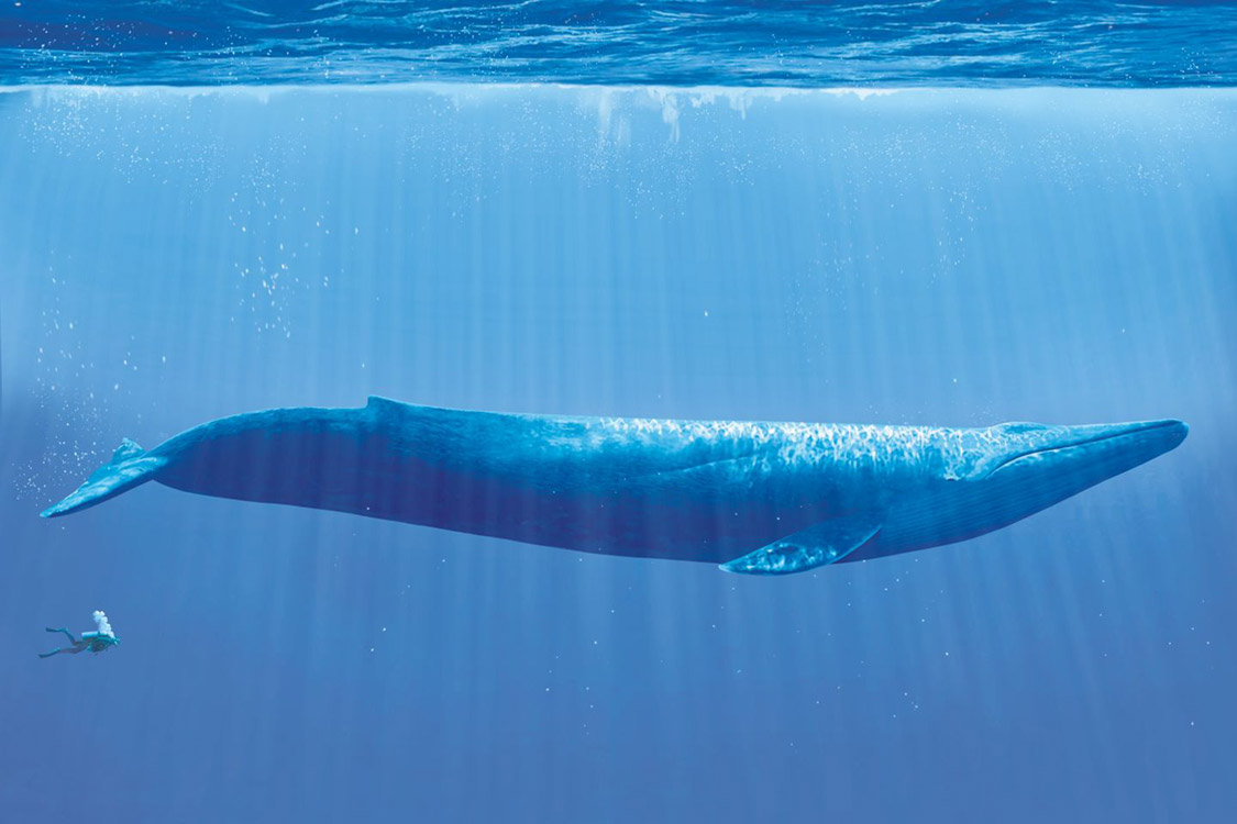 نهنگ آبی