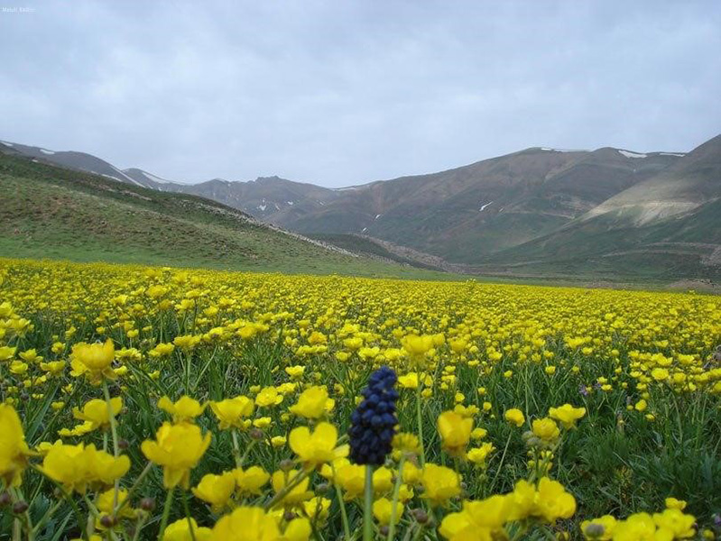 عکس گلهای کوهستانی شمال کشور