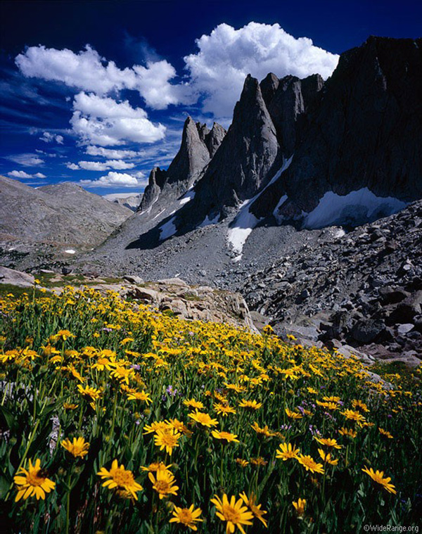mountain-flowers