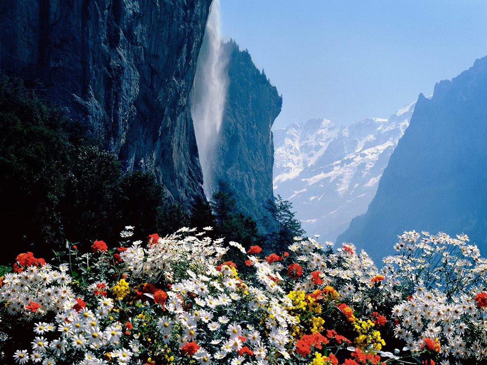 عکس گلهای کوهستانی شمال کشور