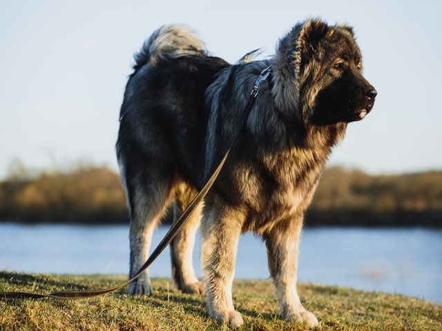 سگ قفقازی، سگ گله آسیایی