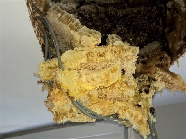 کشف کندوی عظیم عسل در سقف یک خانه