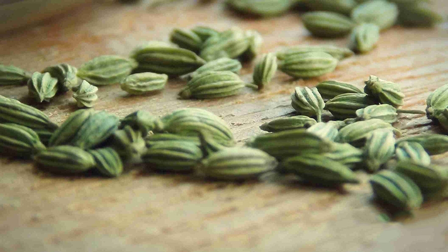 روغن رازیانه و خواص آن