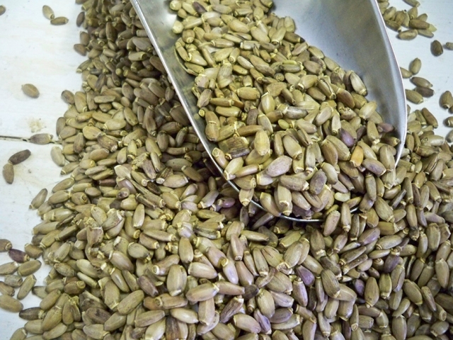 روغن خار مریم و خواص آن روغن خار مریم و خواص آن
