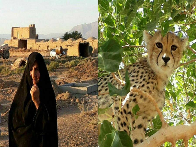 پیرزن جاجرمی جان یک توله یوزپلنگ را نجات داد پیرزن جاجرمی جان یک توله یوزپلنگ را نجات داد
