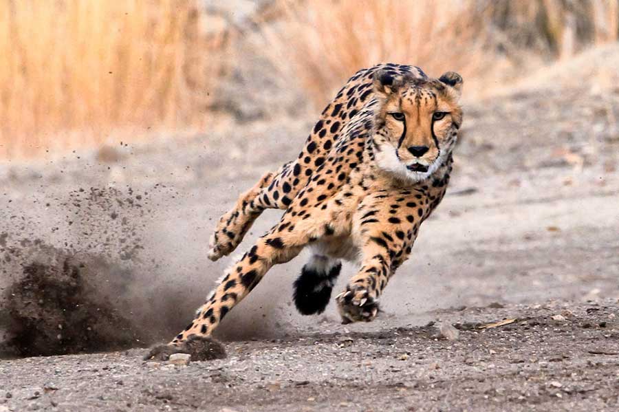 سریعترین حیوانات جهان