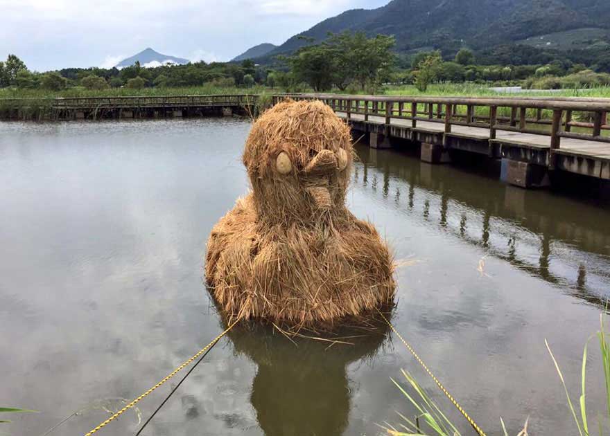 تولید آثار هنری از ساقه های برنج در پایان فصل برداشت در مناطق شمالی ژاپن